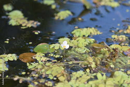green moss on the river and little white flower