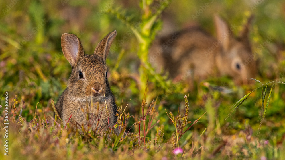 Fototapeta premium jeunes lapereaux de Lapin de garenne (Lapin commun, Oryctolagus cuniculus)