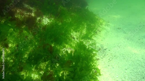 Underwater landscape of the Black Sea, green and red algae on the stones photo