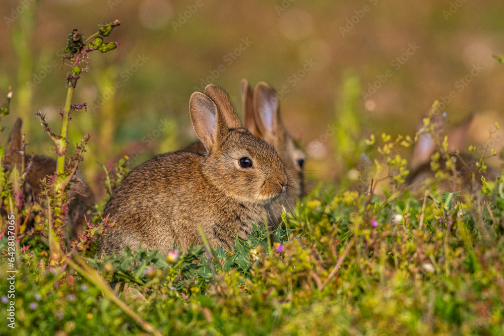 jeunes lapereaux de Lapin de garenne (Lapin commun, Oryctolagus cuniculus) jeunes lapereaux de Lapin de garenne (Lapin commun, Oryctolagus cuniculus)