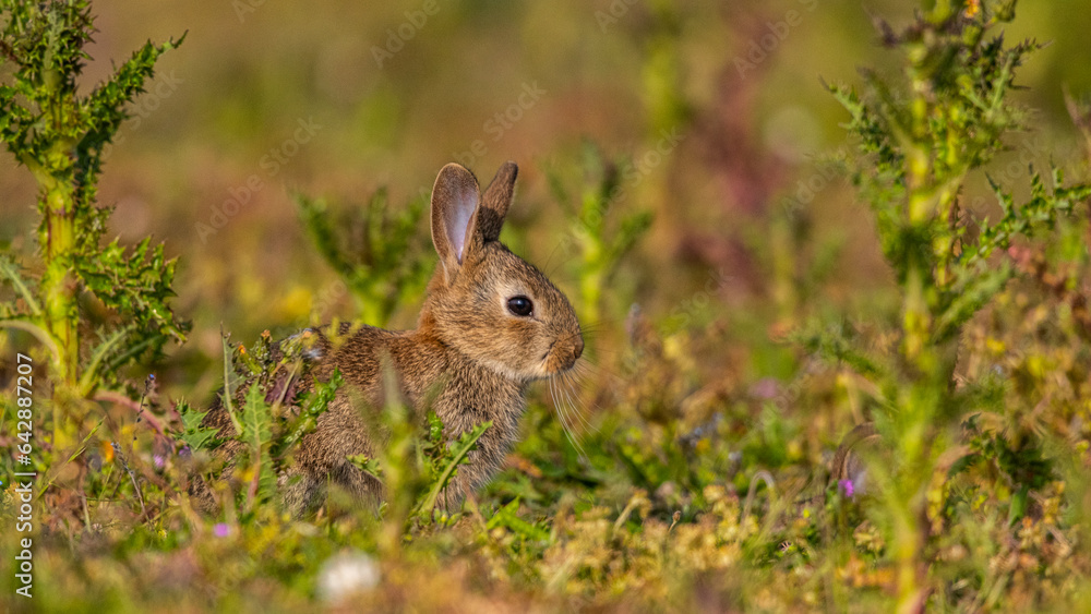 jeunes lapereaux de Lapin de garenne (Lapin commun, Oryctolagus cuniculus) jeunes lapereaux de Lapin de garenne (Lapin commun, Oryctolagus cuniculus)