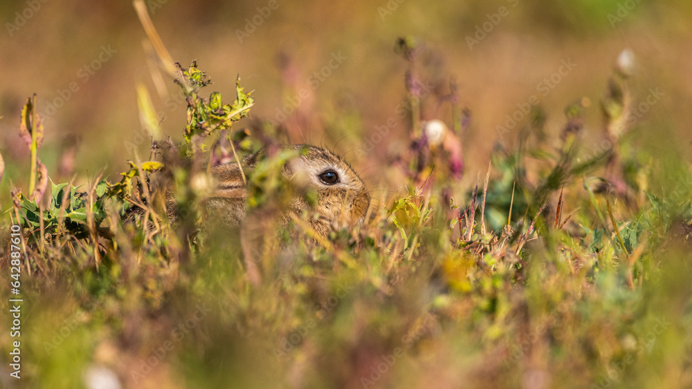 jeunes lapereaux de Lapin de garenne (Lapin commun, Oryctolagus cuniculus) jeunes lapereaux de Lapin de garenne (Lapin commun, Oryctolagus cuniculus)