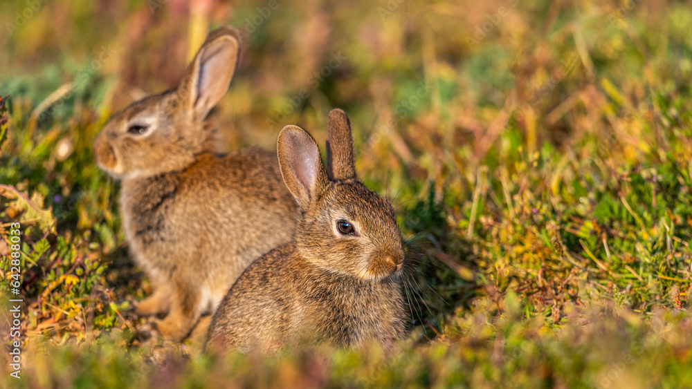 Fototapeta premium jeunes lapereaux de Lapin de garenne (Lapin commun, Oryctolagus cuniculus)