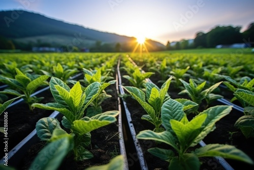 Fotografie, Obraz Agricultural Young tobacco plants in a row farm field in the morning natural lig