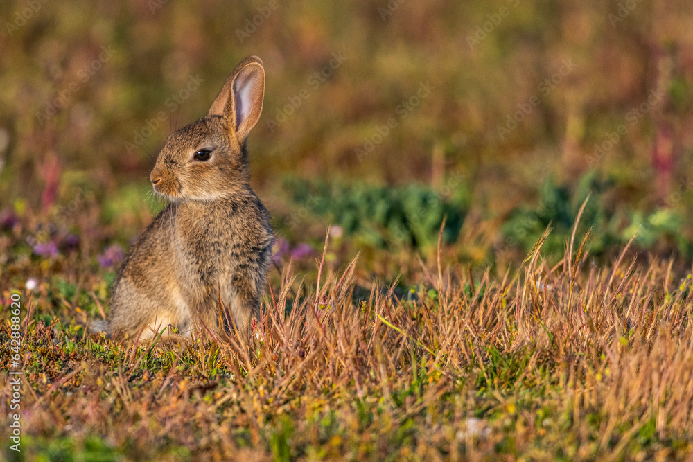 Fototapeta premium jeunes lapereaux de Lapin de garenne (Lapin commun, Oryctolagus cuniculus)