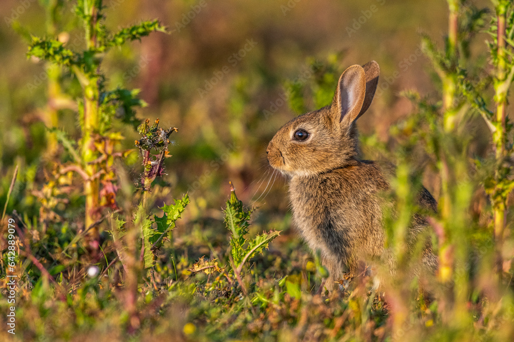 Fototapeta premium jeunes lapereaux de Lapin de garenne (Lapin commun, Oryctolagus cuniculus)