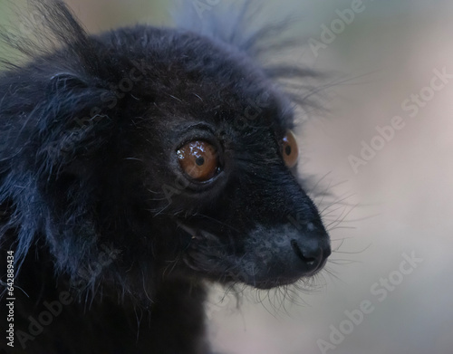 Black lemur photo