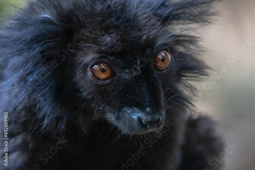 Black lemur photo