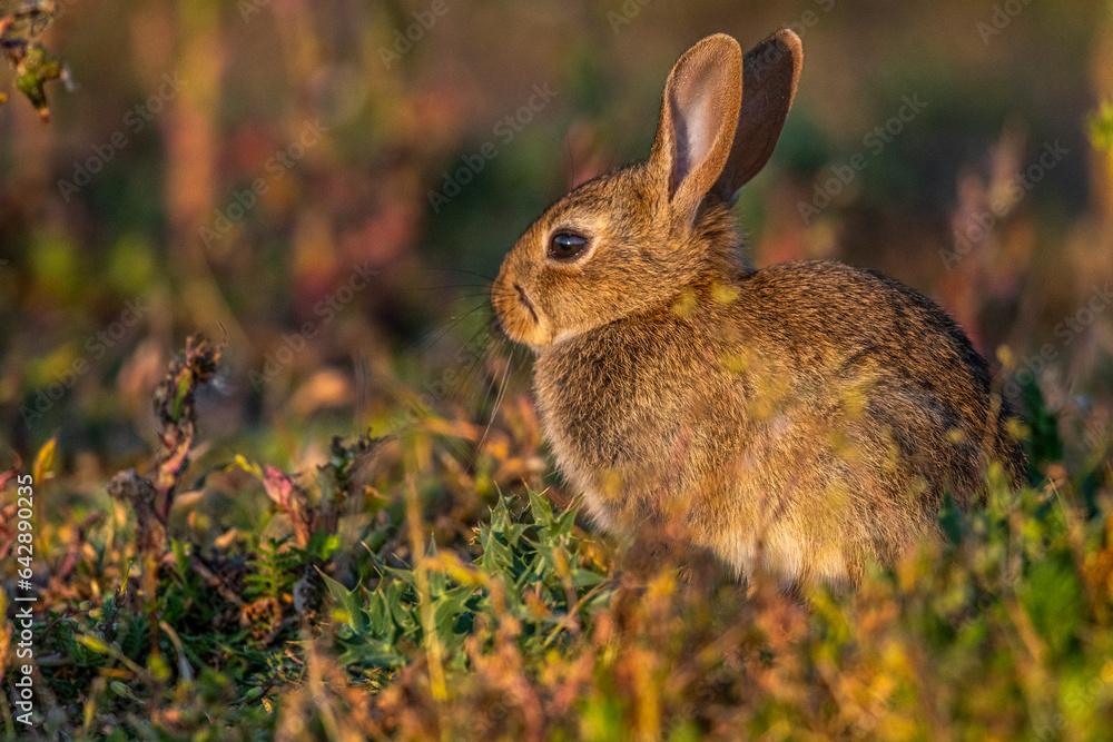 Fototapeta premium jeunes lapereaux de Lapin de garenne (Lapin commun, Oryctolagus cuniculus)