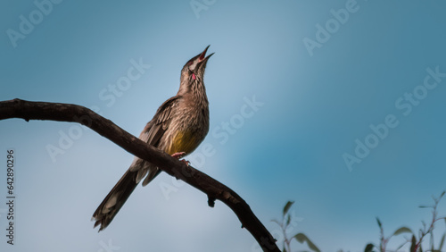 A Red Wattlebird calling out in the early morning light. photo