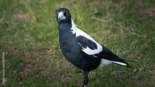 Something has caught the attention of an Australian Magpie.