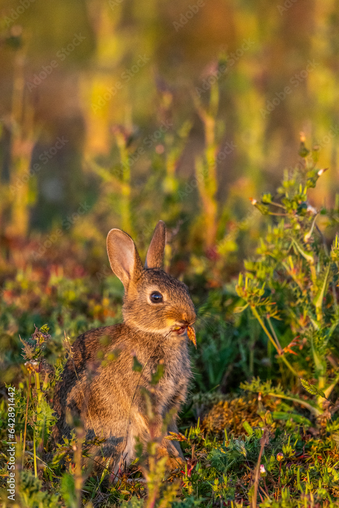 Fototapeta premium jeunes lapereaux de Lapin de garenne (Lapin commun, Oryctolagus cuniculus)