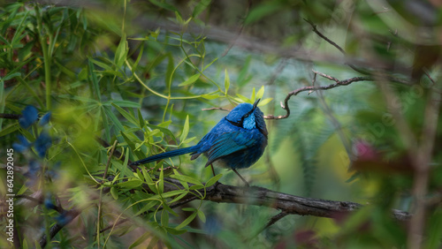 A Splendid Fairy-Wren looking up towards a potential partner.