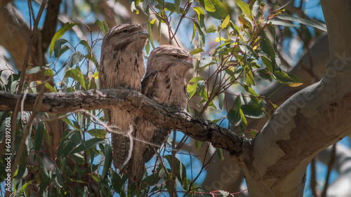 Two Tawny Frogmouth taking a peek at interesting activity.