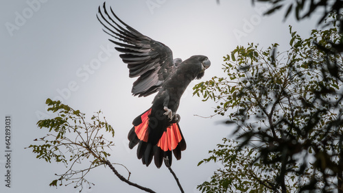 A Red-Tailed Black-Cockatoo departing for a new location.