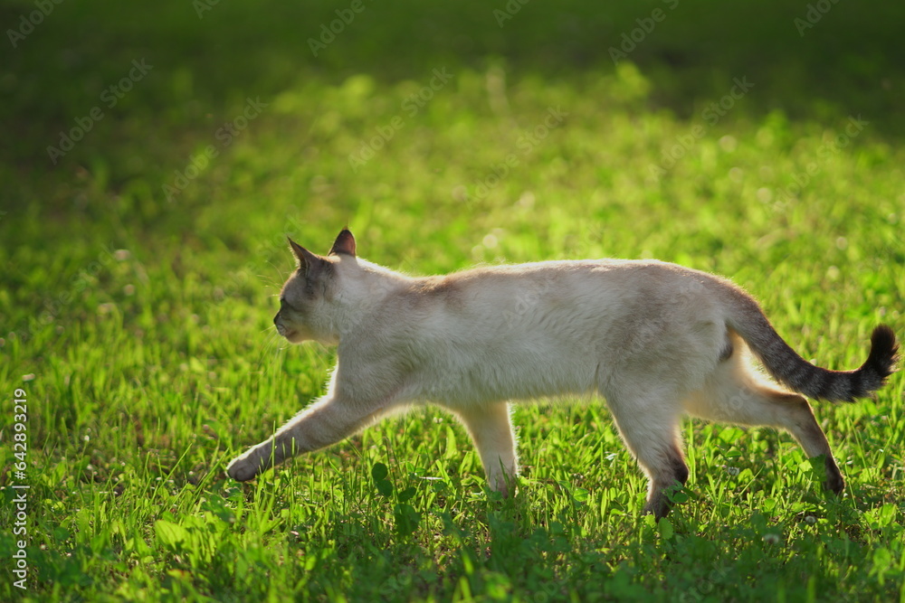 Fototapeta premium 草原を歩く猫