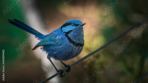 A Splendid Fairy-Wren spotted a reaction to his handsome display.