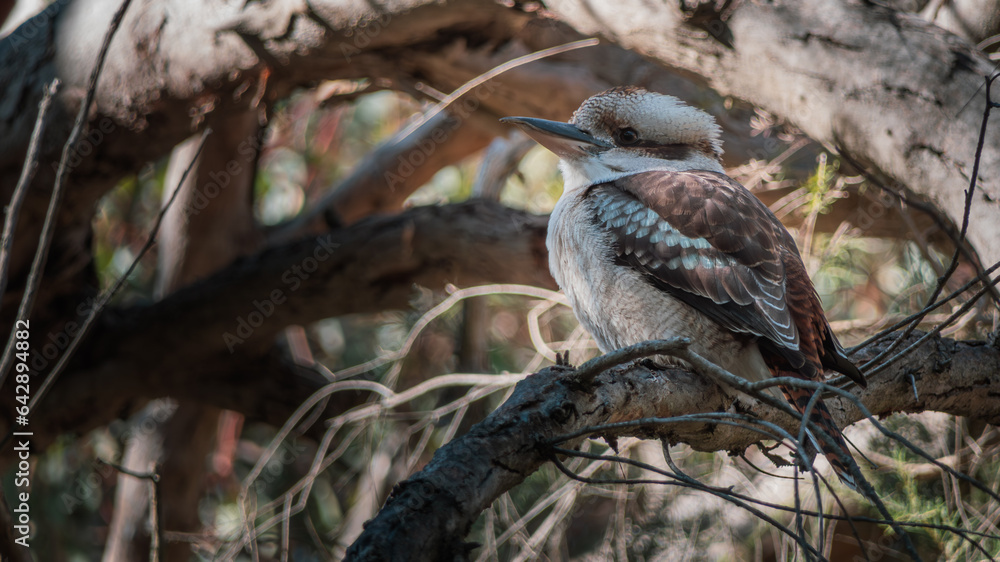 Obraz premium A young Kookaburra watching other birds in case of an unfriendly approach. 