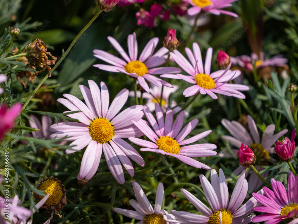 flowers in the garden flowers in the garden