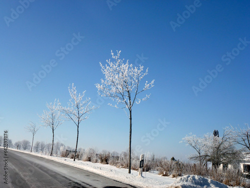 Winter road in perspective with a row of small trees covered with frost