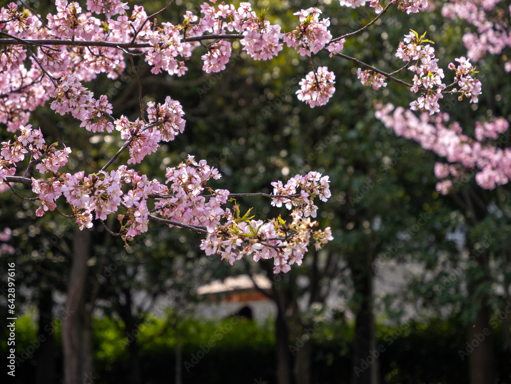 Fototapeta premium pink cherry blossom