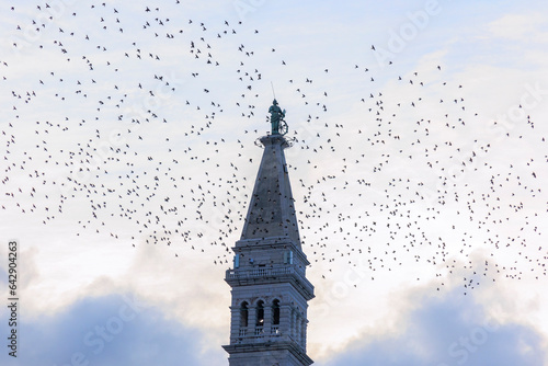 A flock of starlings flies in the evening as a migratory bird around the tower of the church of St. Euphemia in the town of Rovinj in Croatia