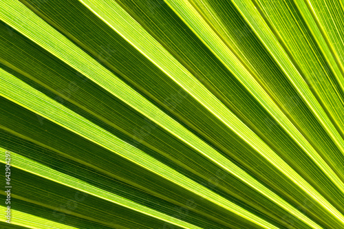palm leaf texture and background