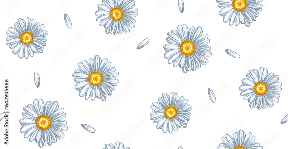 Chamomile flowers seamless white background