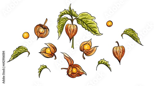 Set of vector illustrations of physalis flowers and leaves