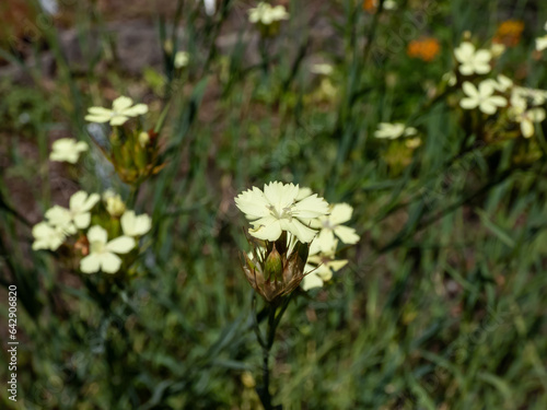 Bright yellow flower of the Knapp's carnation (Dianthus knappii) growing in the garden in summer with blurred background photo