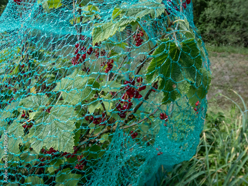 Green, nylon bird netting over red currants plants growing and maturing fruits in garden to protect fruits from birds in summer photo