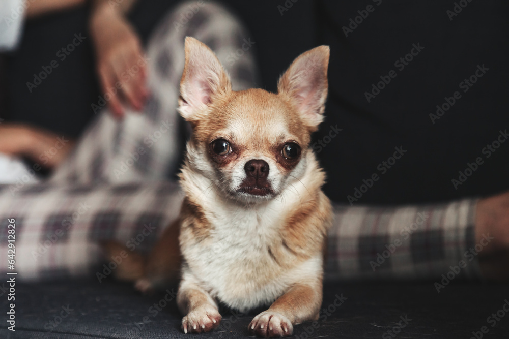 Chihuahua doggy lying down on couch with her woman owner, looking at camera. Lady together with dog Chihuahua in dark living room at home. Concept of pet love and family friendship. Copy ad text space