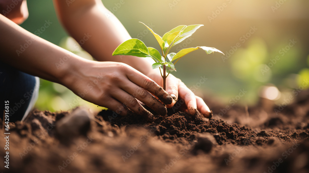 Woman's hands scooping soil to plant trees, environmental conservation concept Protect and preserve resources plant trees to reduce global warming use renewable energy conservation of natural forests - obrazy, fototapety, plakaty 