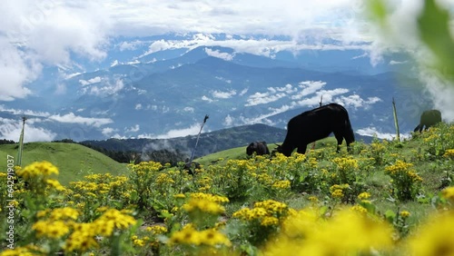 Yak grazing in the Himalayan region of Nepal is a critical component of local livelihoods and culture.  photo
