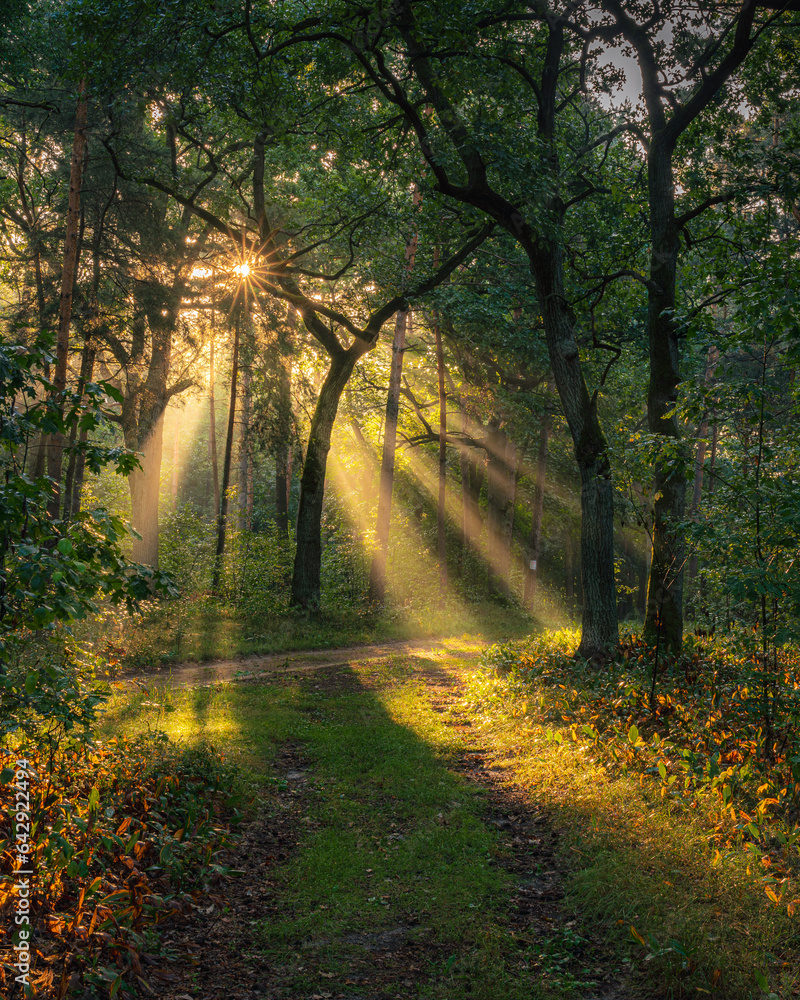Piękny poranek w polskim lesie, wschód słońca w Parku Narodowym,