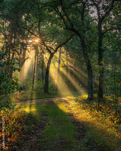 Piękny poranek w polskim lesie, wschód słońca w Parku Narodowym,