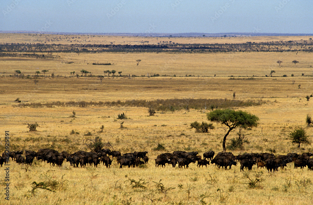 Buffle d'afrique, syncerus caffer, Parc national de Masai Mara, Kenya