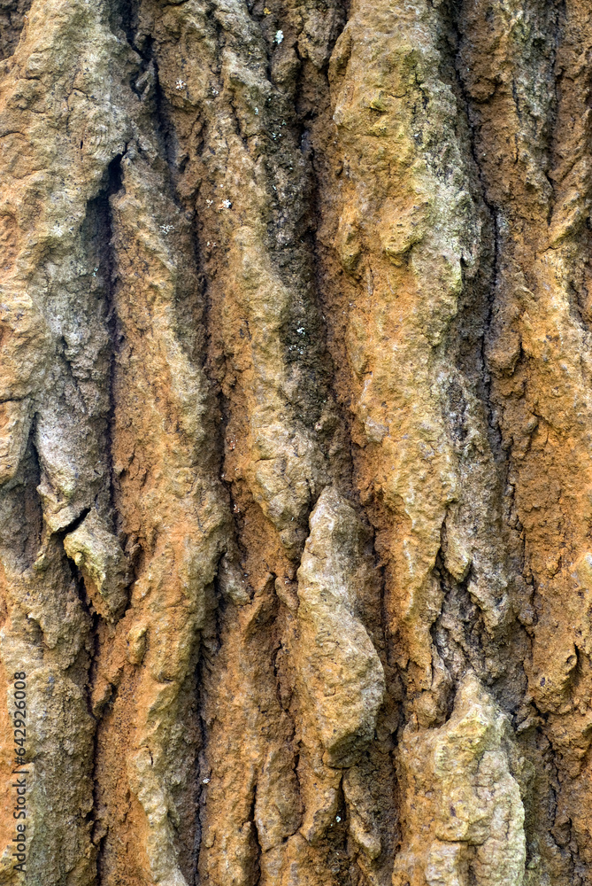 Populus alba, Peuplier blanc , Ecorce Populus alba, Peuplier blanc , Ecorce