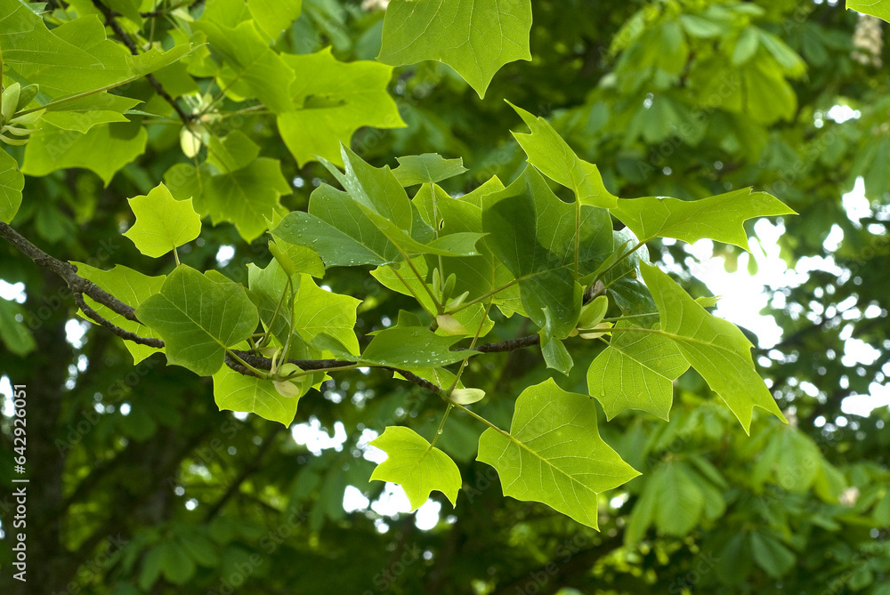 Liriodendron tulipefera, Tulipier de Virginie, feuilles Liriodendron tulipefera, Tulipier de Virginie, feuilles