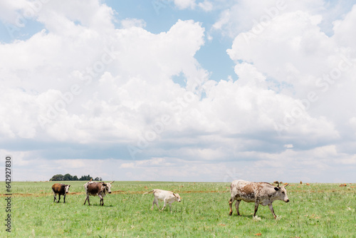 Dullstroom field with Nguni cows photo