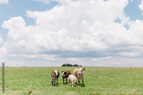 Wallpaper Mural Dullstroom field with Nguni cows Torontodigital.ca