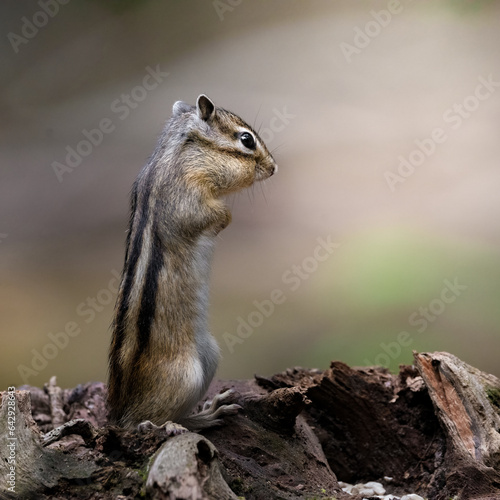 Standing squirrel in the woods