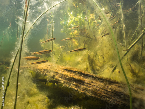 Group of common minnow fish swimming in shallow water with filamentous algae photo