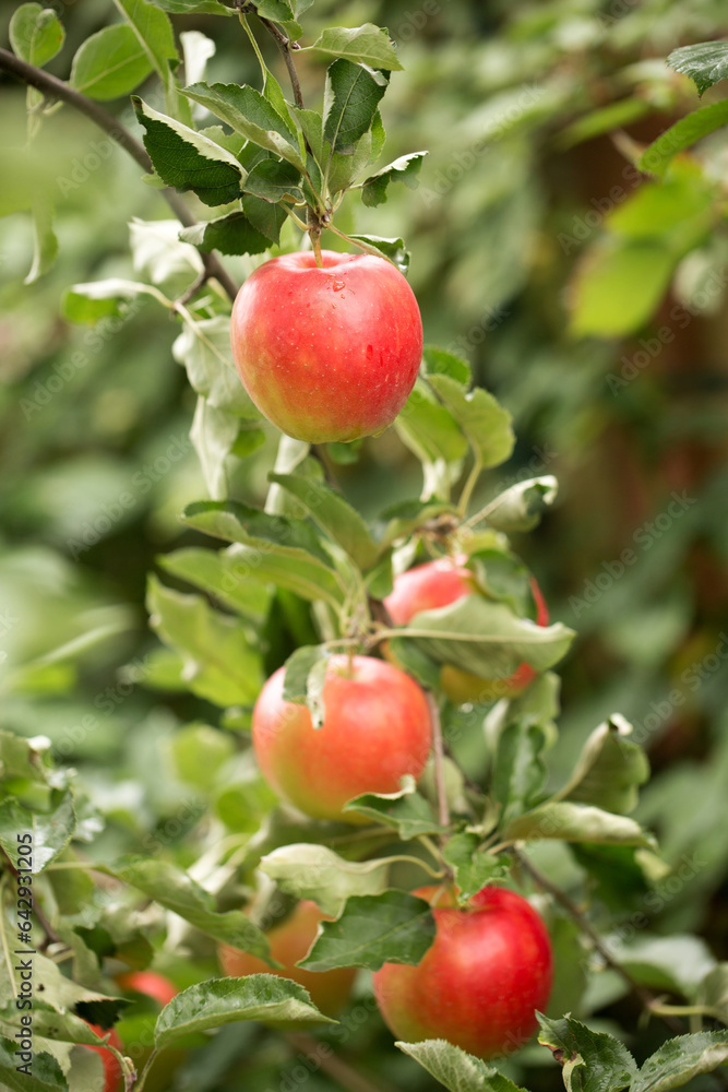 Fototapeta premium red ripe apples on a branch