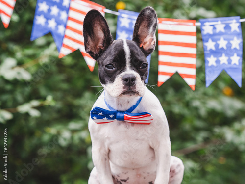 Charming puppy, bow-tie in the colors of the American Flag and green trees. Close-up, outdoor. Congratulations for family, loved ones, friends and colleagues. Pets care concept © Svetlana