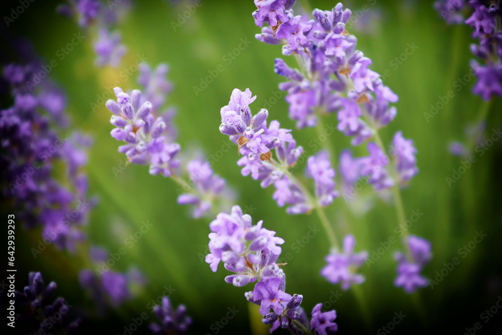 Close up of lavender flowers. Beautiful lavender field, Moldova Close up of lavender flowers. Beautiful lavender field, Moldova