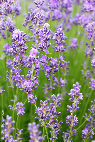 Close up of lavender flowers. Beautiful lavender field  Moldova