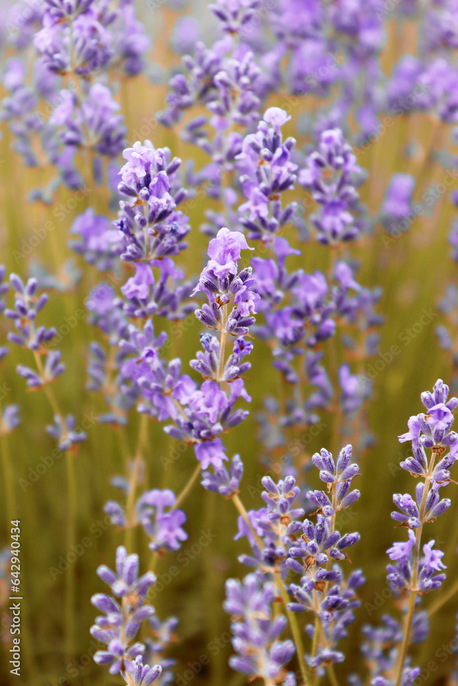 Close up of lavender flowers. Beautiful lavender field, Moldova