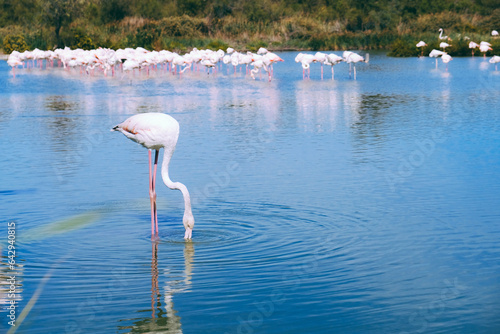 Pink flamingos in the regional park of the Camargue, the largest population of flamingos in Europe. photo