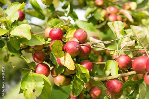 apples on old overloaded trees in red and green